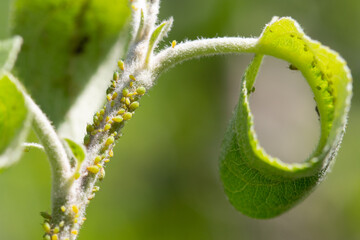 Ant and aphids on young stem of apple tree. Macro photo.