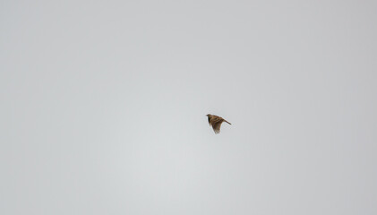 Golden Plover Pluvialis dominica on salisbury plain in March 