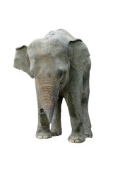 Elephant isolated on white background. Elephants are the largest land mammals on earth and have distinctly massive bodies, large ears, and long trunks.