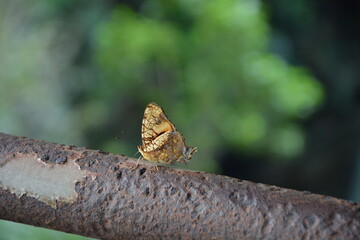 Brown butterfly perched on the rusty pipe.