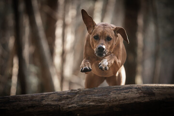 Brown dog jumping over a log in the forest