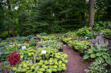 Path of Hostas