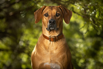 Brown Rhodesian Ridgeback dog outside in trees