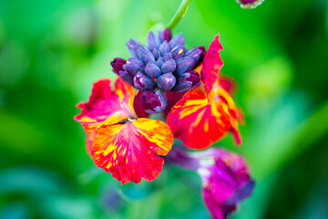  wallflowers ,Cheiranthus cheiri or Erysimum in spring, colorful flower