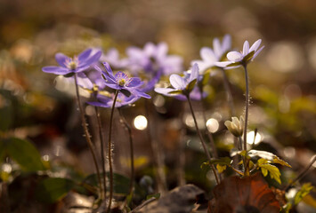 Wiosenne kwiaty -Przylaszczki