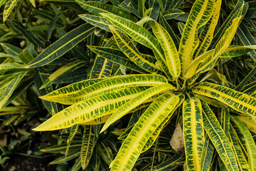 Colorful Croton plant in the garden © SoniaBonet