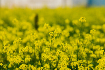 Obraz premium Mustard flower in a field