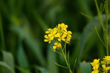 Mustard flower in a field