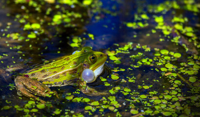 Zielona Żaba Wodna -  Pelophylax © Wojciech Lisiński