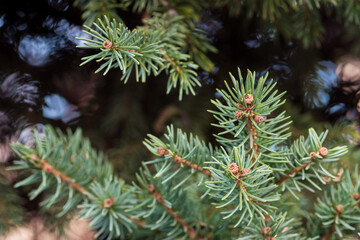 Pine tree