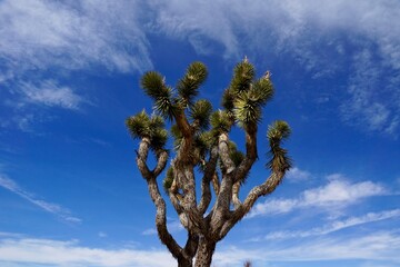 Joshua Tree National Park in California USA