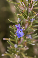 Rosemary Flower
