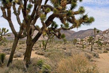 Joshua Tree National Park in California USA