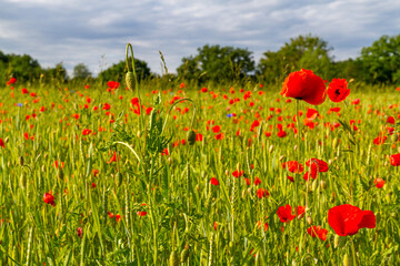 Sommerlandschaft im harz  blühender Mohn