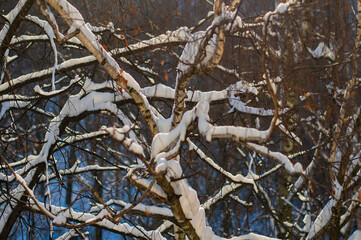 Freshly fallen snow on birch branches through the window of an apartment building on a clear sunny day.