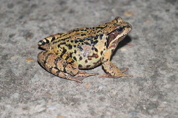 a bright green earthen toad climbed to the surface on a rainy autumn day in the evening