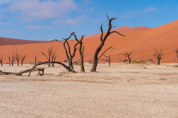 Fototapeta na wymiar Camel thorn tree in the desert