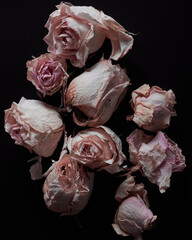 beautiful dried roses toned in gentle pink color on a dark background close-up. simple flat composition, flowers close up