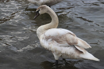 a swan swims in the wisla river with a large wingspan flapping them shaking off water drops high detail water droplets on the neck are visible