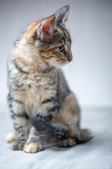 Beautiful young gray tabby kitten in the studio on a light background.