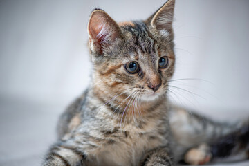 Beautiful young gray tabby kitten in the studio on a light background.