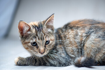 Beautiful young gray tabby kitten in the studio on a light background.