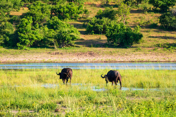 Water buffalos in Chobe national park