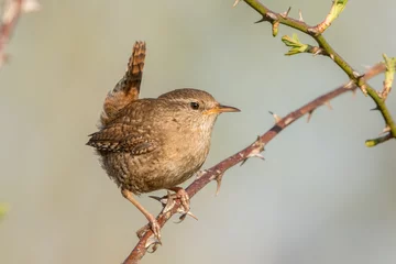 Fototapeten Wren, winterkoning © Cees van Vliet