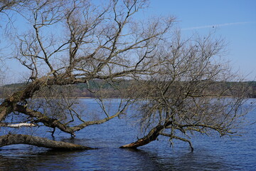 Sonnige Havellandschaft mit großem Baum, der im Wasser liegt