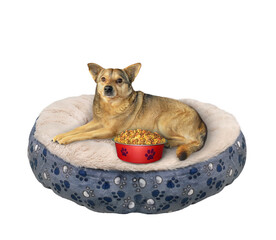 A beige dog is lying on a pet round lounger near a bowl of dry food. White background. Isolated.