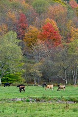 Fototapeta na wymiar Autumn scene with cows in Delaware County NY