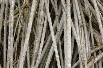 Tree Background and Texture