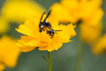 bug on yellow flower