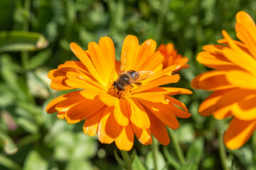 Calendula officinalis, the pot marigold, ruddles or common marigold and a bee on a greenery background at springtime. Bright orange short-lived aromatic herbaceous perennial. Close up. Selective focus