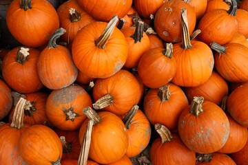 Pile of orange red pumpkins
