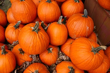Pile of orange red pumpkins