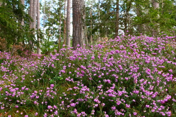 Erica carnea 