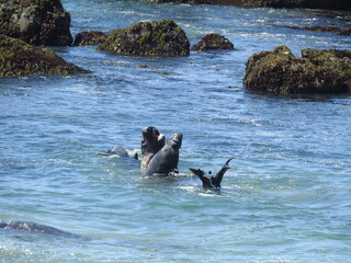 Male elephant seals battling in the pacific ocean, off the coast of San Simeon, California.