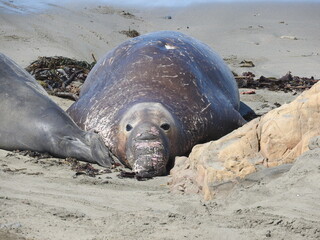 Elephant seal enjoying a beautiful summer day on the Pacific Coast in San Simeon, California.