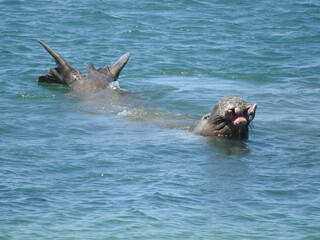 Male elephant seal swimming in the waters of the pacific ocean, off the coast of San Simeon, California.