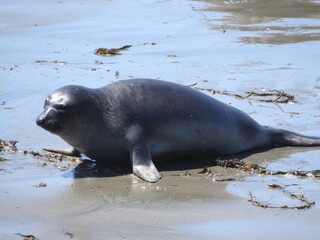 Elephant seal enjoying a beautiful summer day on the Pacific Coast in San Simeon, California.
