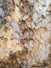 Beautiful beige color texture of the pine tree bark.