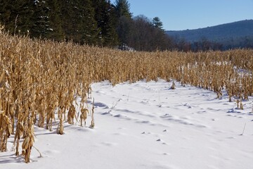 Corn field with snow in Upstate New York