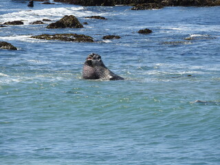 Male elephant seals battling in the pacific ocean, off the coast of San Simeon, California.