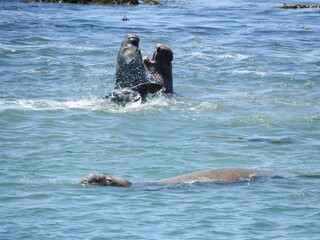 Male elephant seals battling in the pacific ocean, off the coast of San Simeon, California.