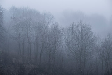 Fototapeta na wymiar trees withould leaves hidden in a fog