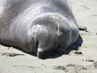 Elephant seal enjoying a beautiful summer day on the shores of San Simeon, California.