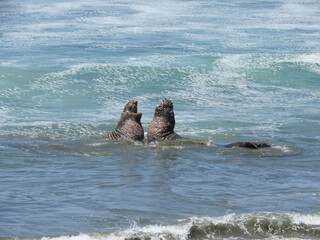 Male elephant seals battling in the pacific ocean, off the coast of San Simeon, California.