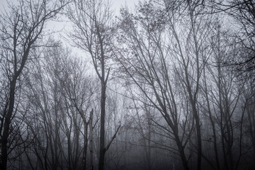 Fototapeta na wymiar trees withould leaves hidden in a fog