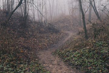 path through a forest hidden in a fog